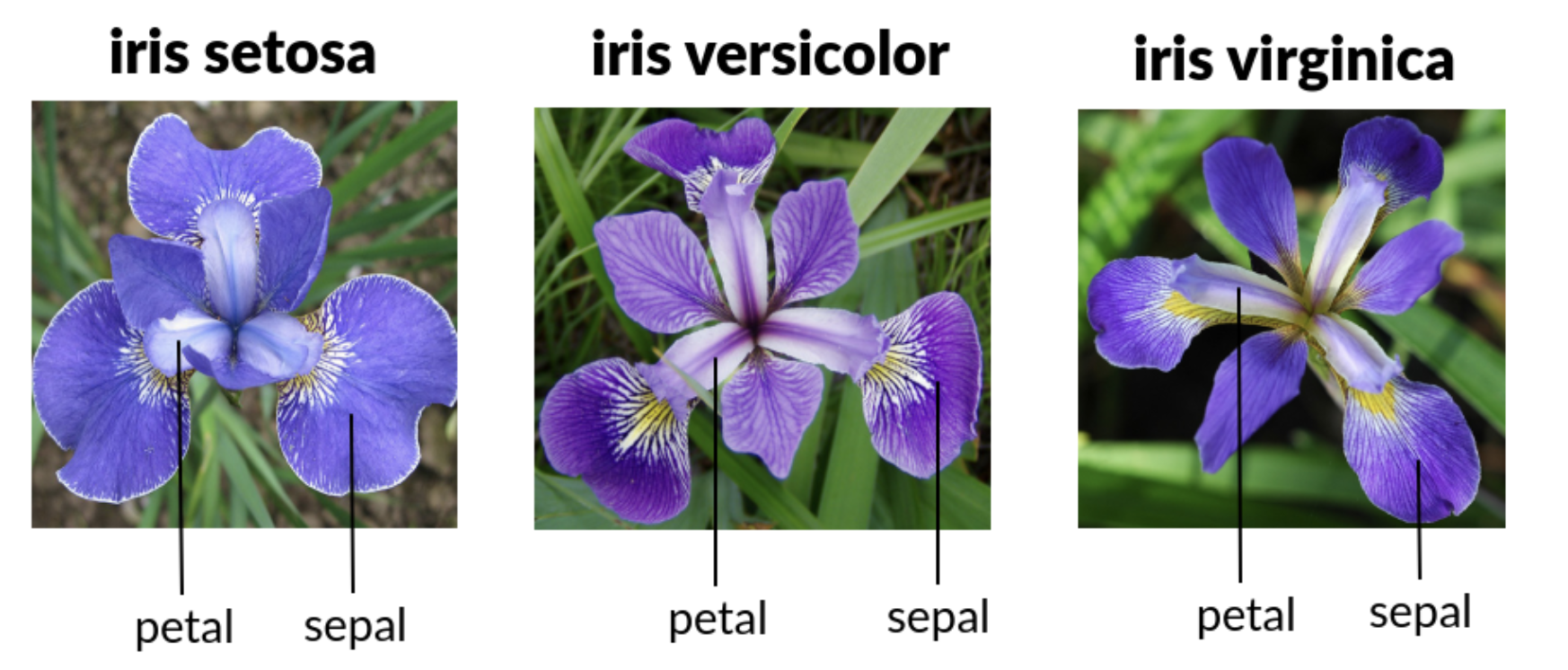 Iris Flowers